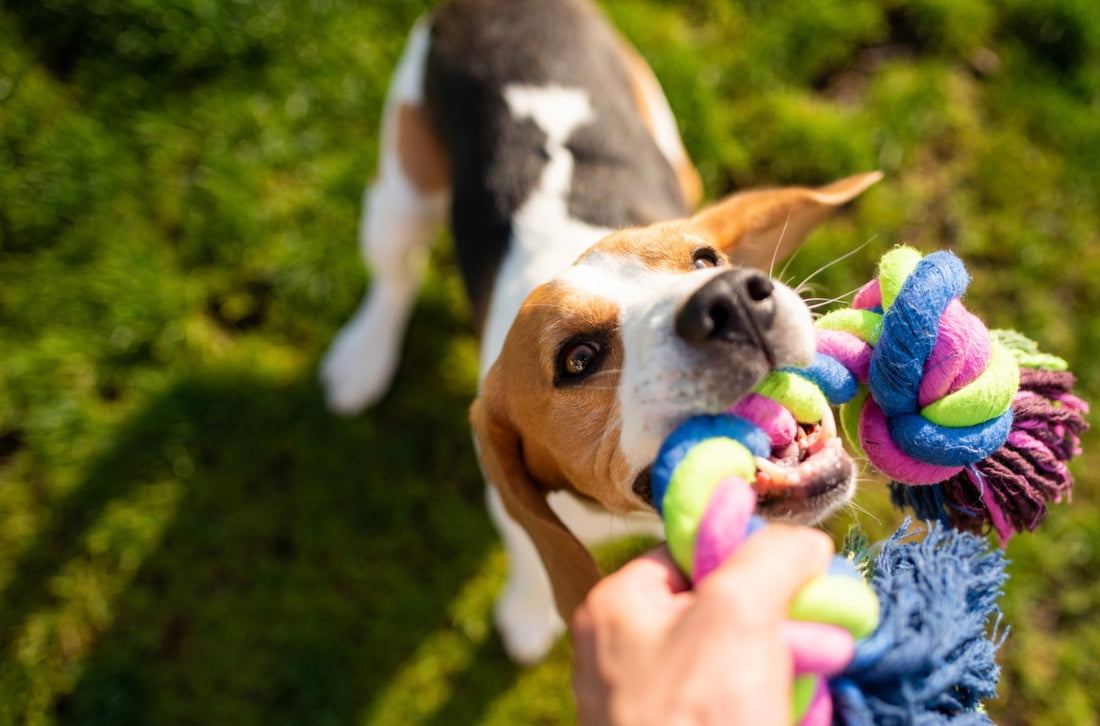 Fun and Effective Dog Agility Training Games for Beginners