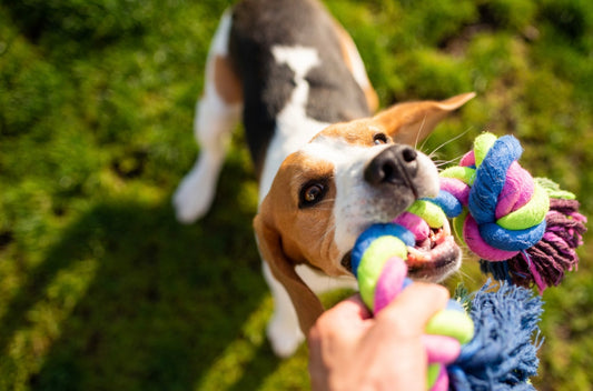 Fun and Effective Dog Agility Training Games for Beginners