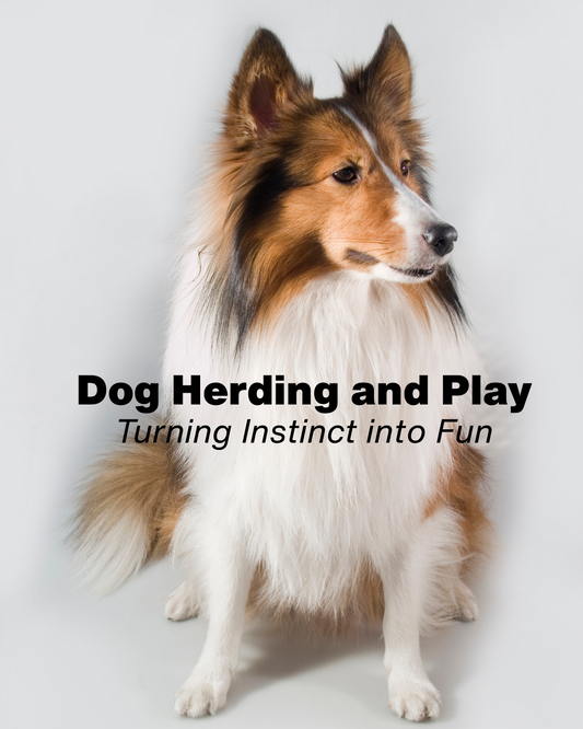 Dog Herding and Play: Turning Instinct into Fun
