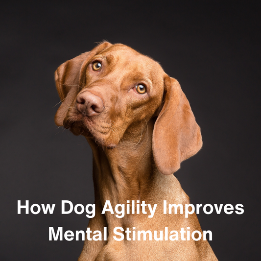How Dog Agility Improves Mental Stimulation