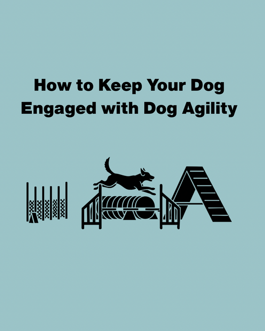 How to Keep Your Dog Engaged with Dog Agility