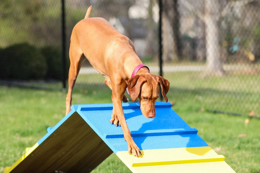 Tips & Safety: Agility A-Frame Training