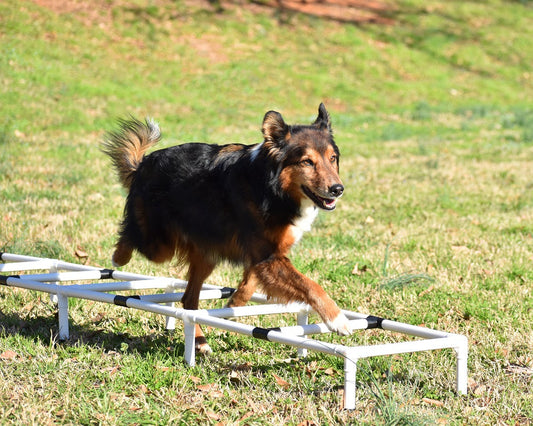 Better Sporting Dogs Dog Agility Training Ladder