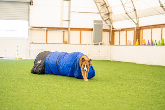 Better Sporting Dogs Chute Tunnel with Sandbags