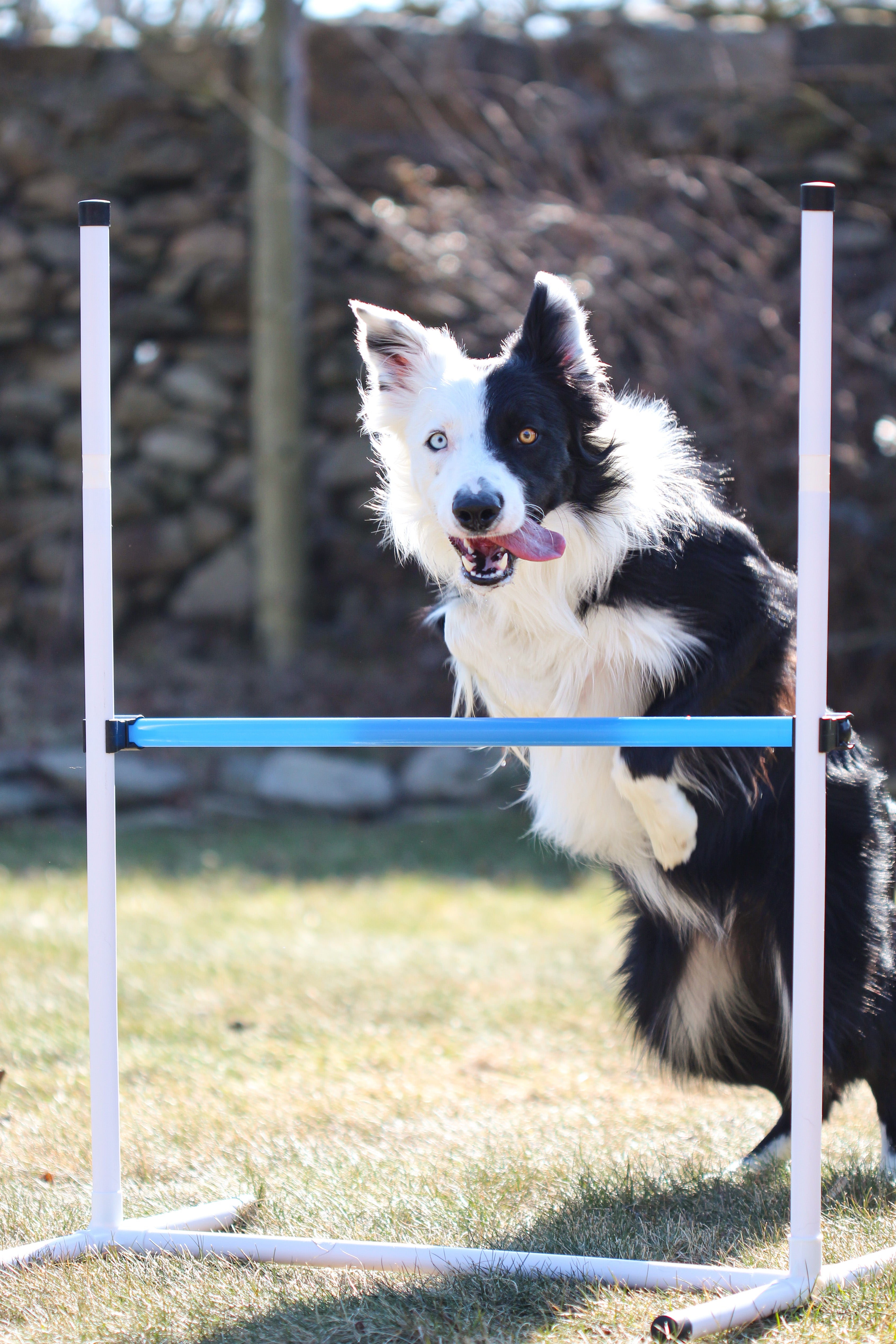 better sporting dogs pack of 4 dog agility bar jumps
