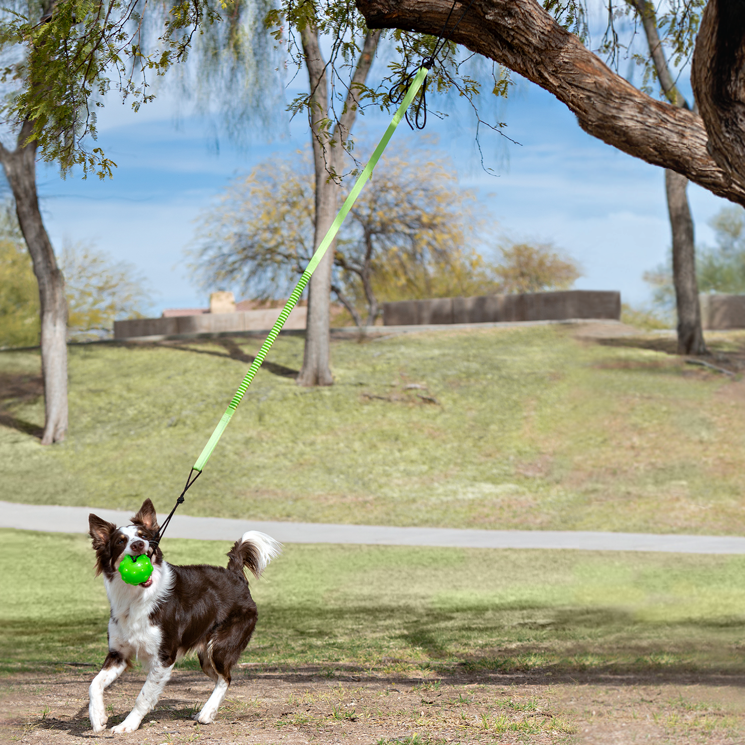 Tree Tugger – Better Sporting Dogs