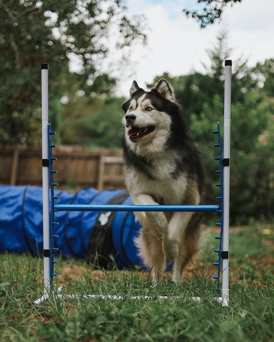 Better Sporting Dogs Adjustable Dog Agility Bar Jump