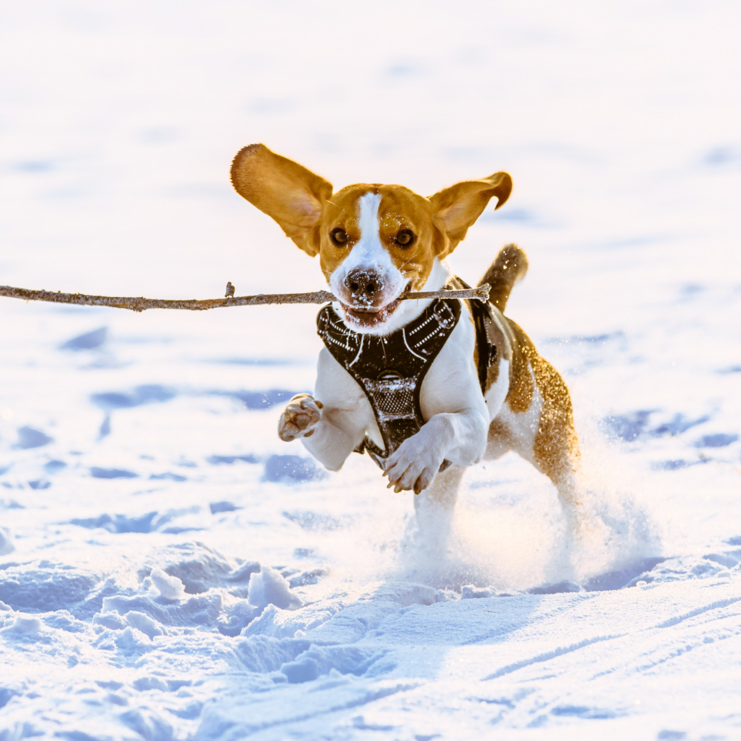 Embracing Dog Agility in the Frosty Season