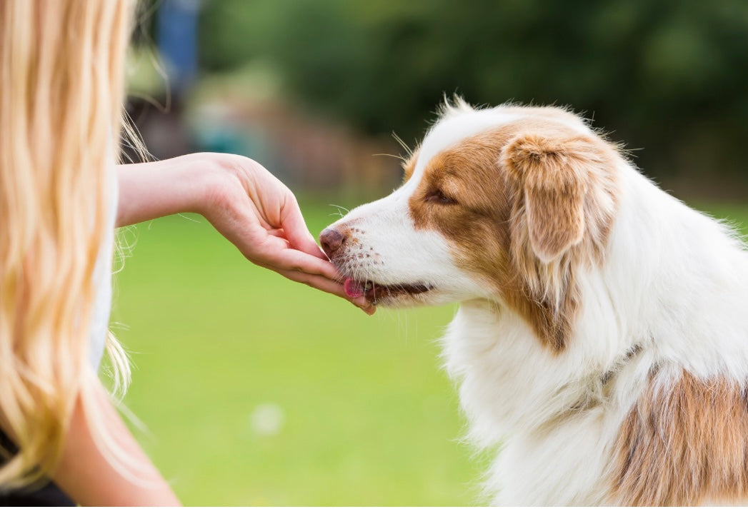 The Importance of Positive Reinforcement in Agility Training