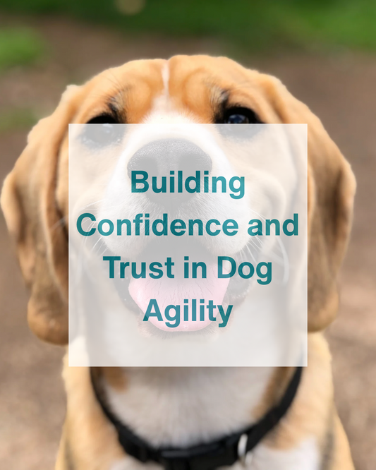 Building Confidence and Trust in Dog Agility Training