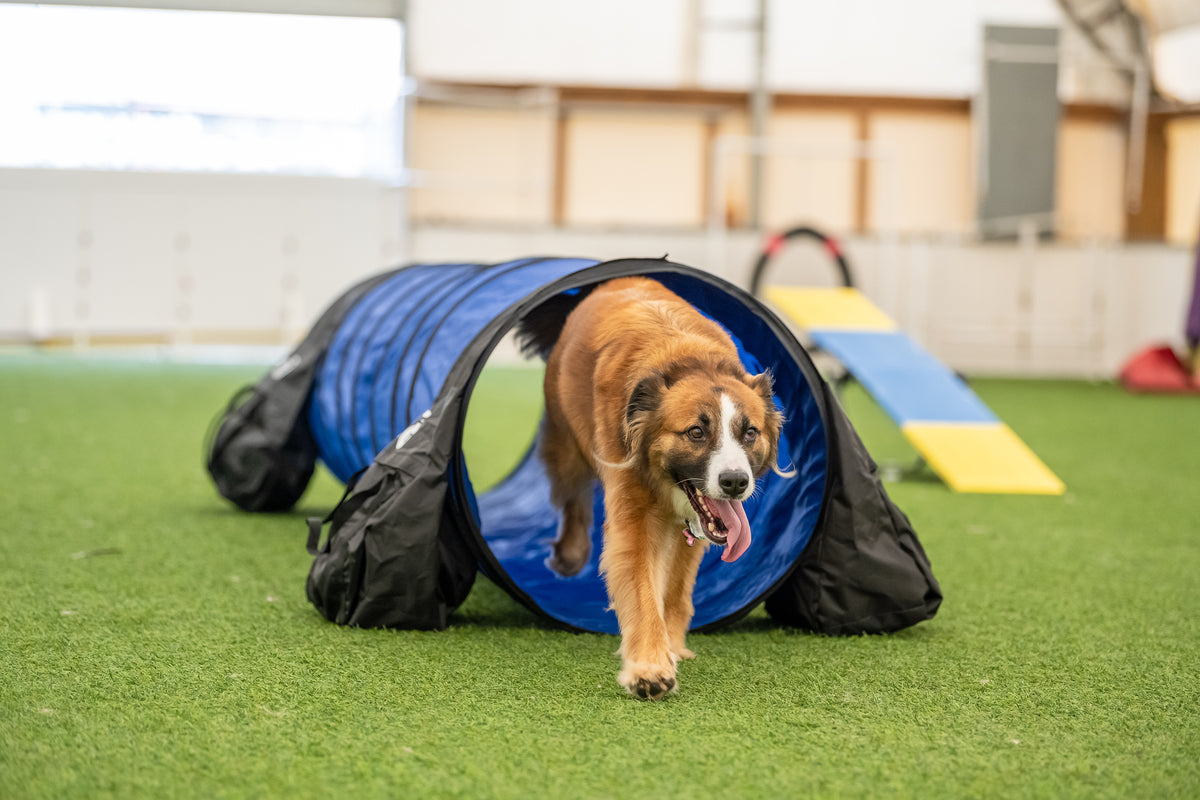 The Mental and Physical Benefits of Dog Agility – Better Sporting Dogs