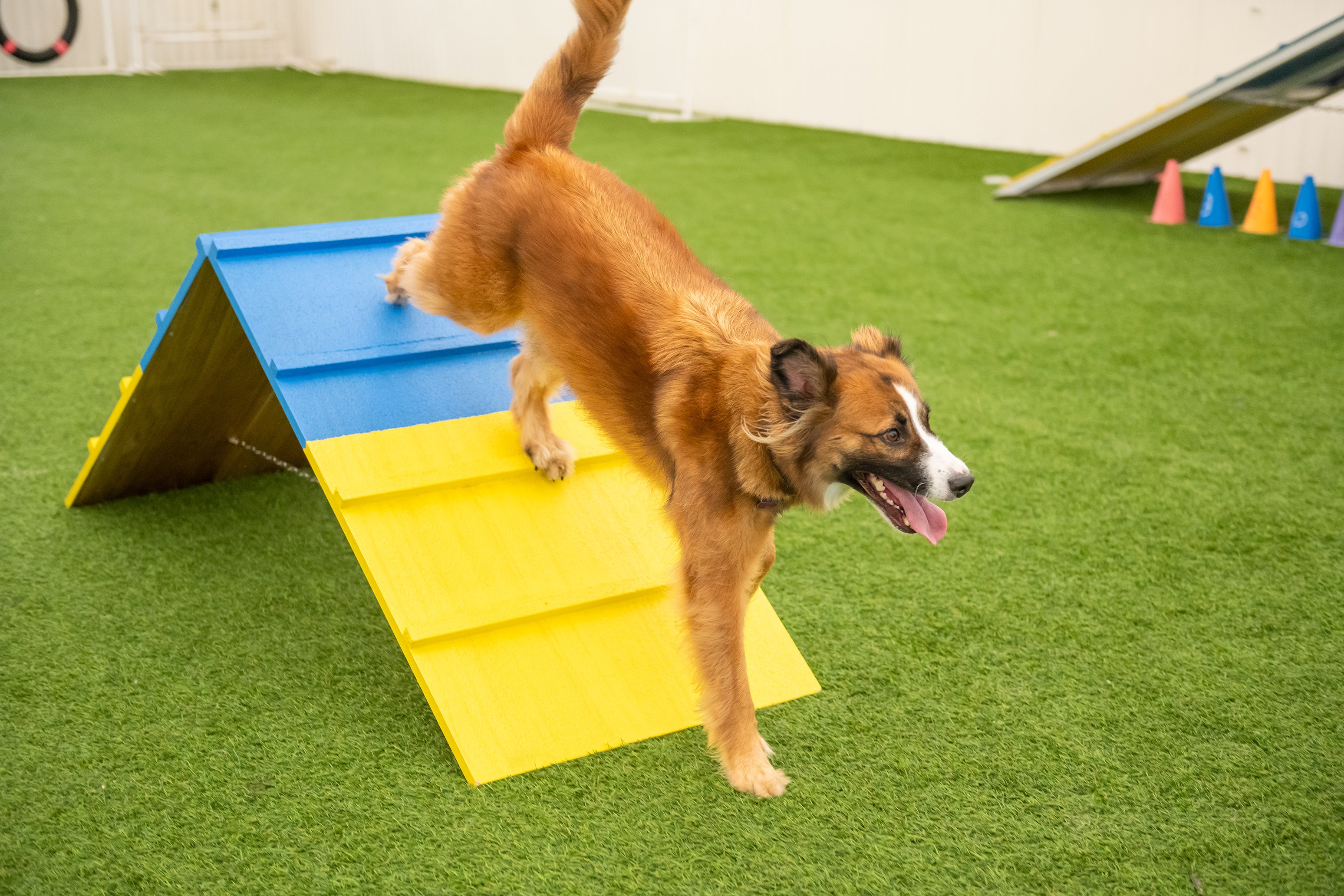 Top Training Tips for Dog Agility Success