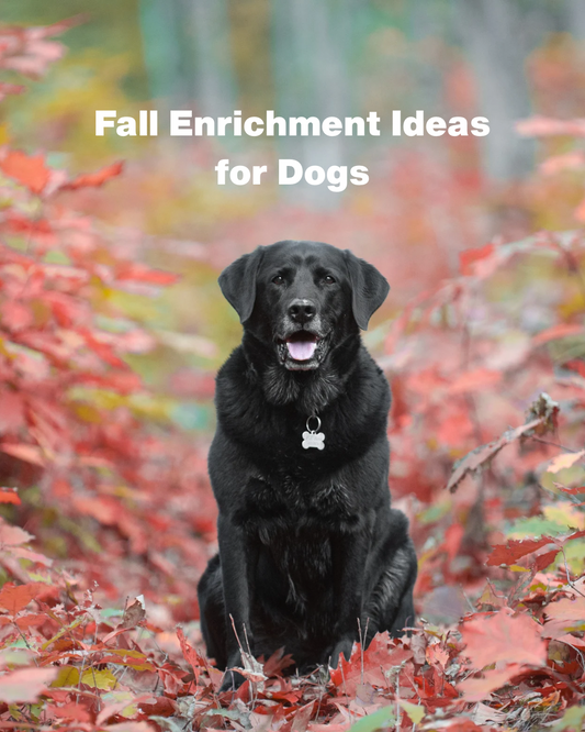 Fall Enrichment Ideas for Dogs: Keeping Your Pup Engaged as the Leaves Change