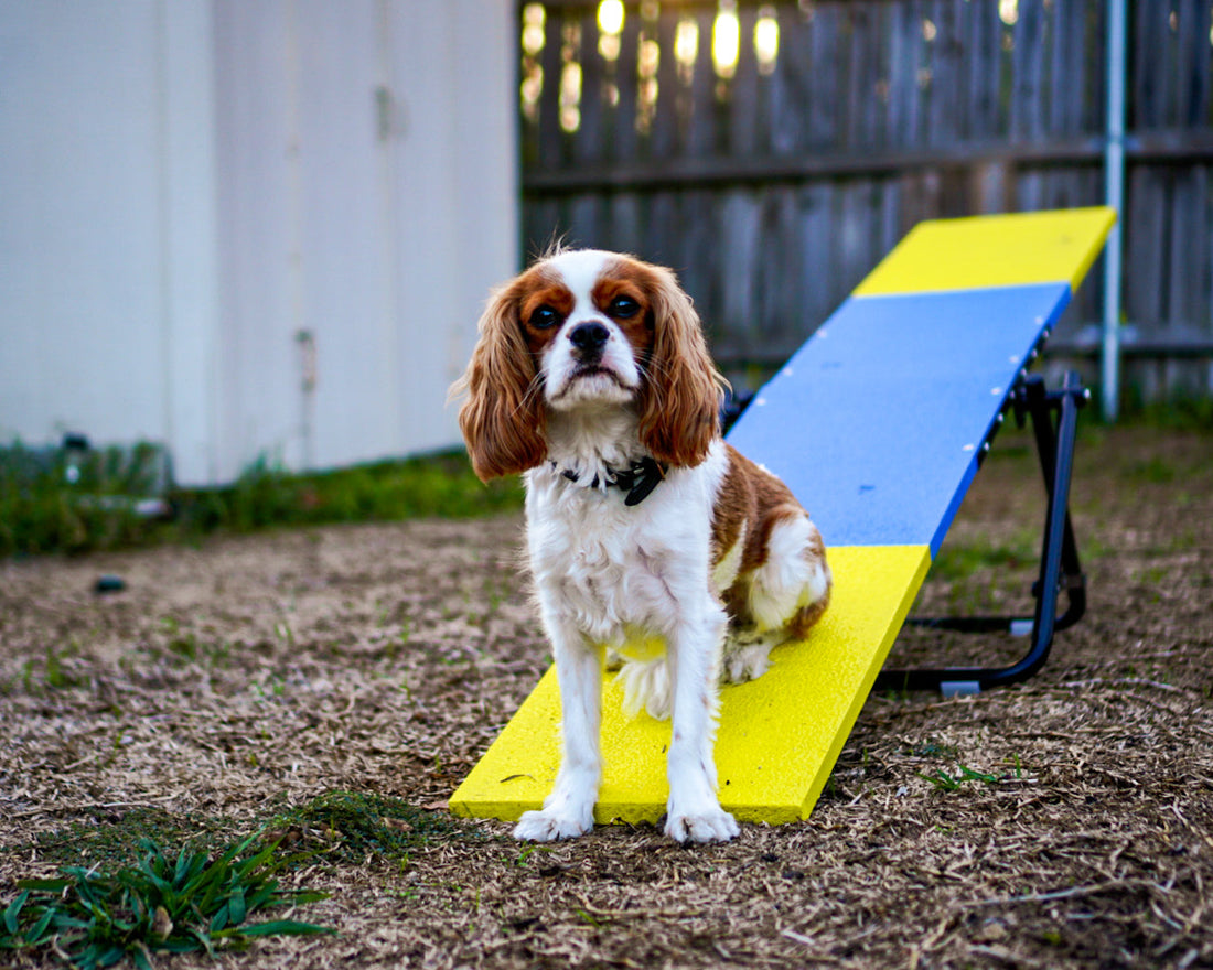 The Importance of Dog Enrichment: Why Summer Is the Perfect Time to Get Active Together