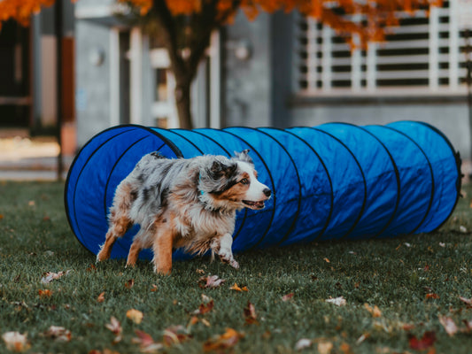 Tips & Safety: Agility Tunnels