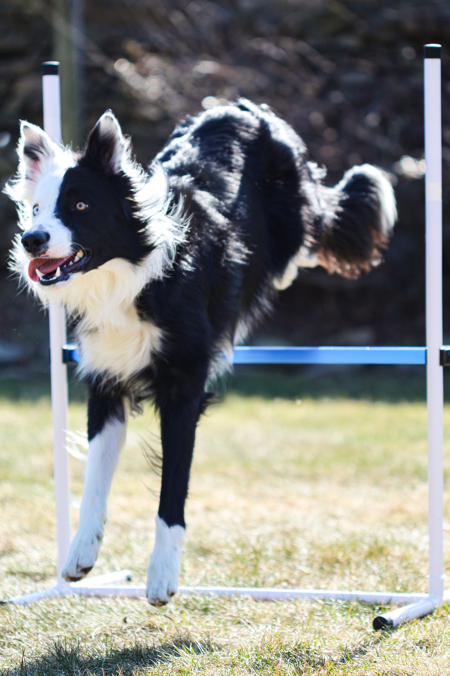 Canine Agility Safety: Preventing Injuries and Ensuring Well-being