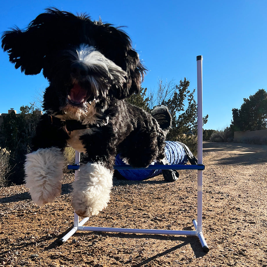 New Year, New Goals - Unleash Your Dog's Potential: Creating Goals for Dog Agility