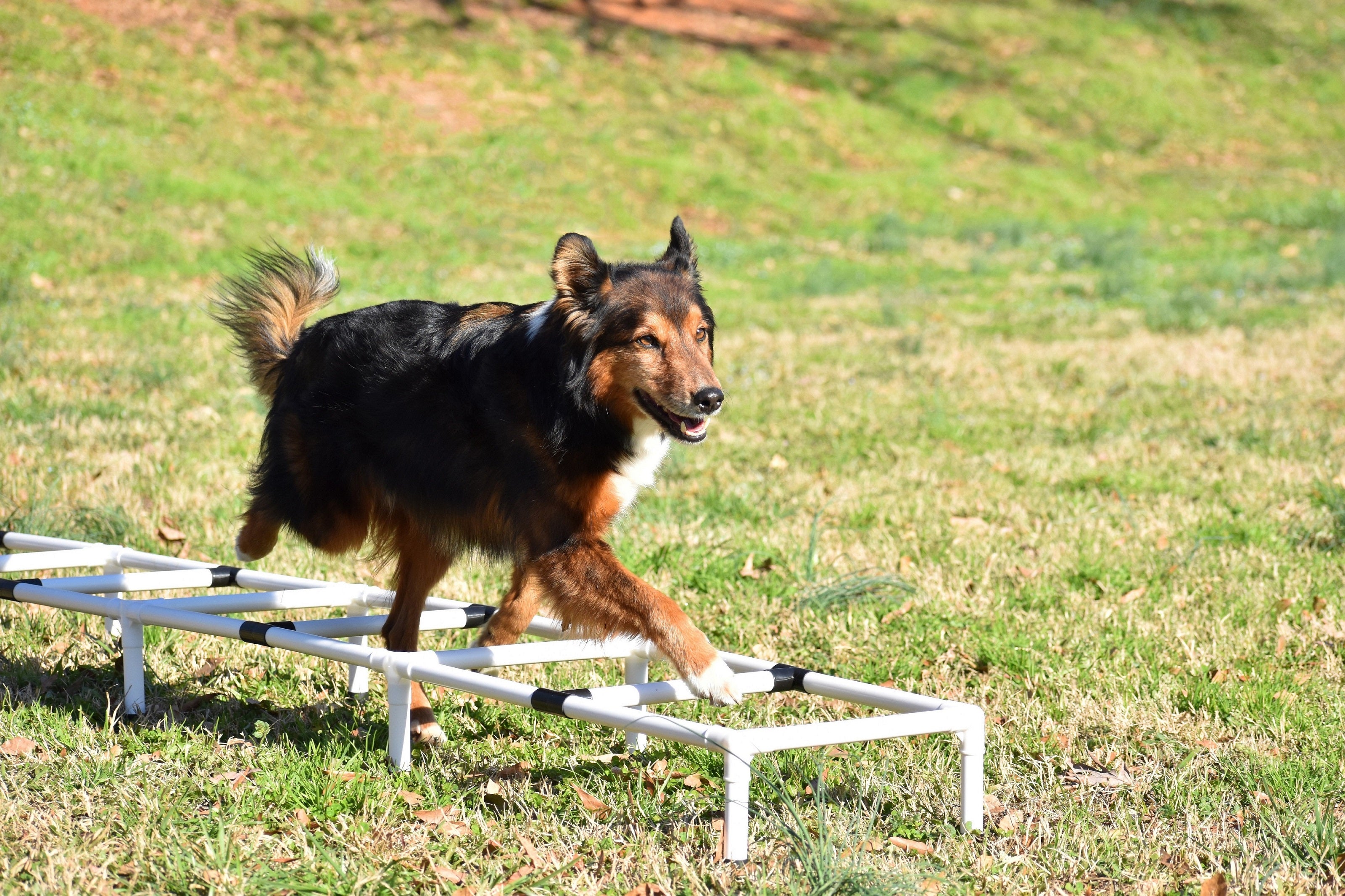 5 Tips for Training Your Dog with an Agility Ladder