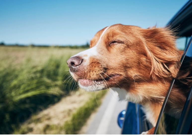 The Ultimate Guide to Vacationing with Your Dog