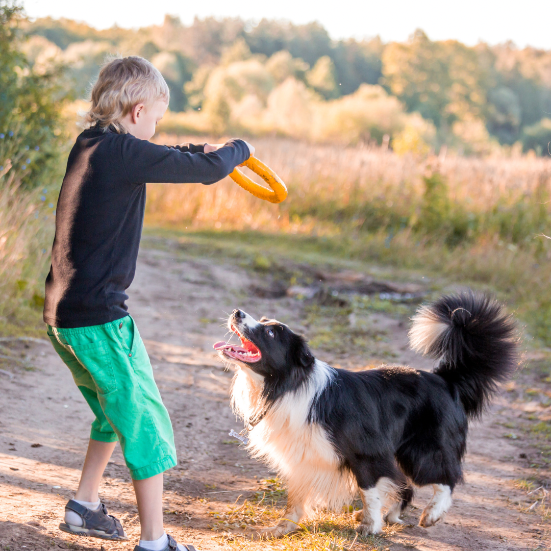 A Guide to Dog Enrichment and Agility