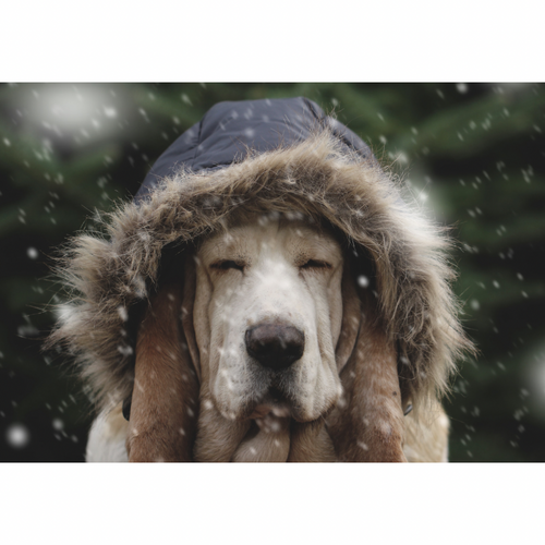 Winter Enrichment Ideas for Dogs