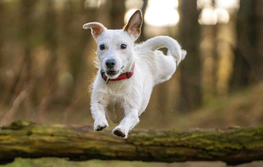 Take Your Dog Agility Skills to the Next Level: Advanced Training Tips for Peak Performance