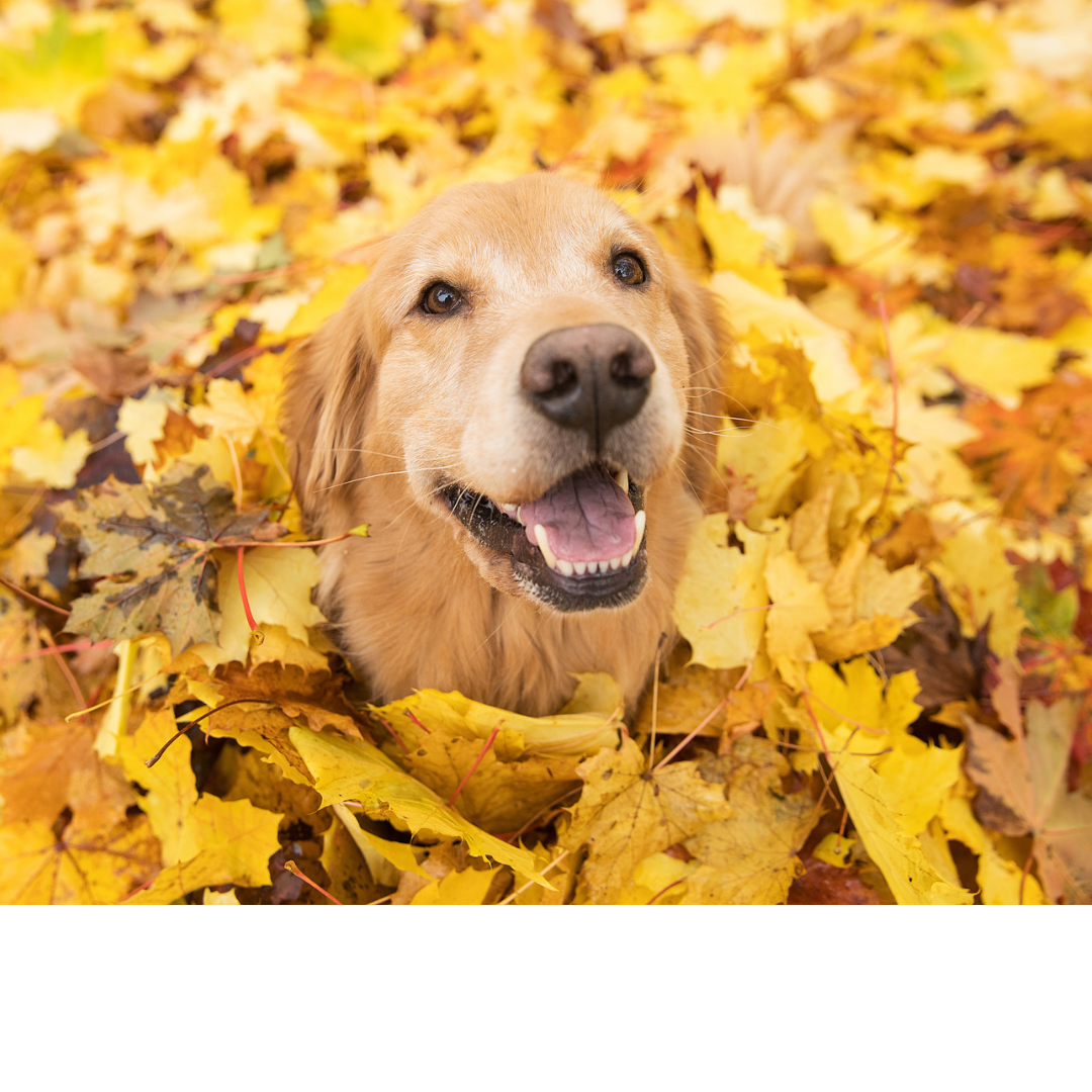 Autumn Walks: Engaging Your Dog's Senses with Fall Scents