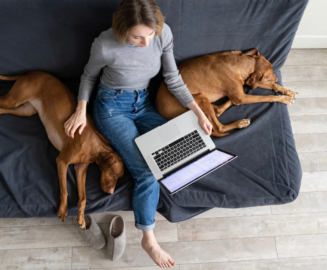 Finding Balance: Juggling Work and Dog Agility Training