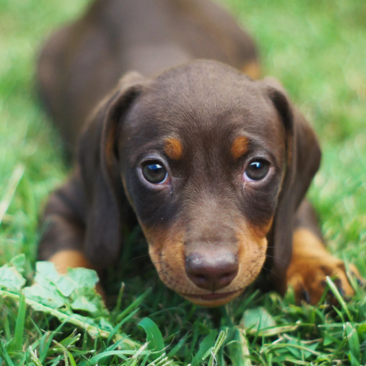 Enrichment for Puppies: Building a Strong Foundation for Life