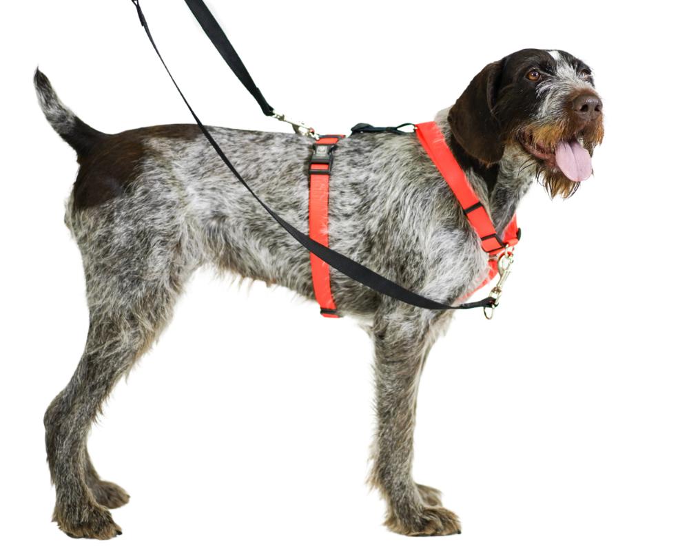 Balance Harness