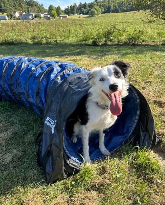 better sporting dogs tunnels