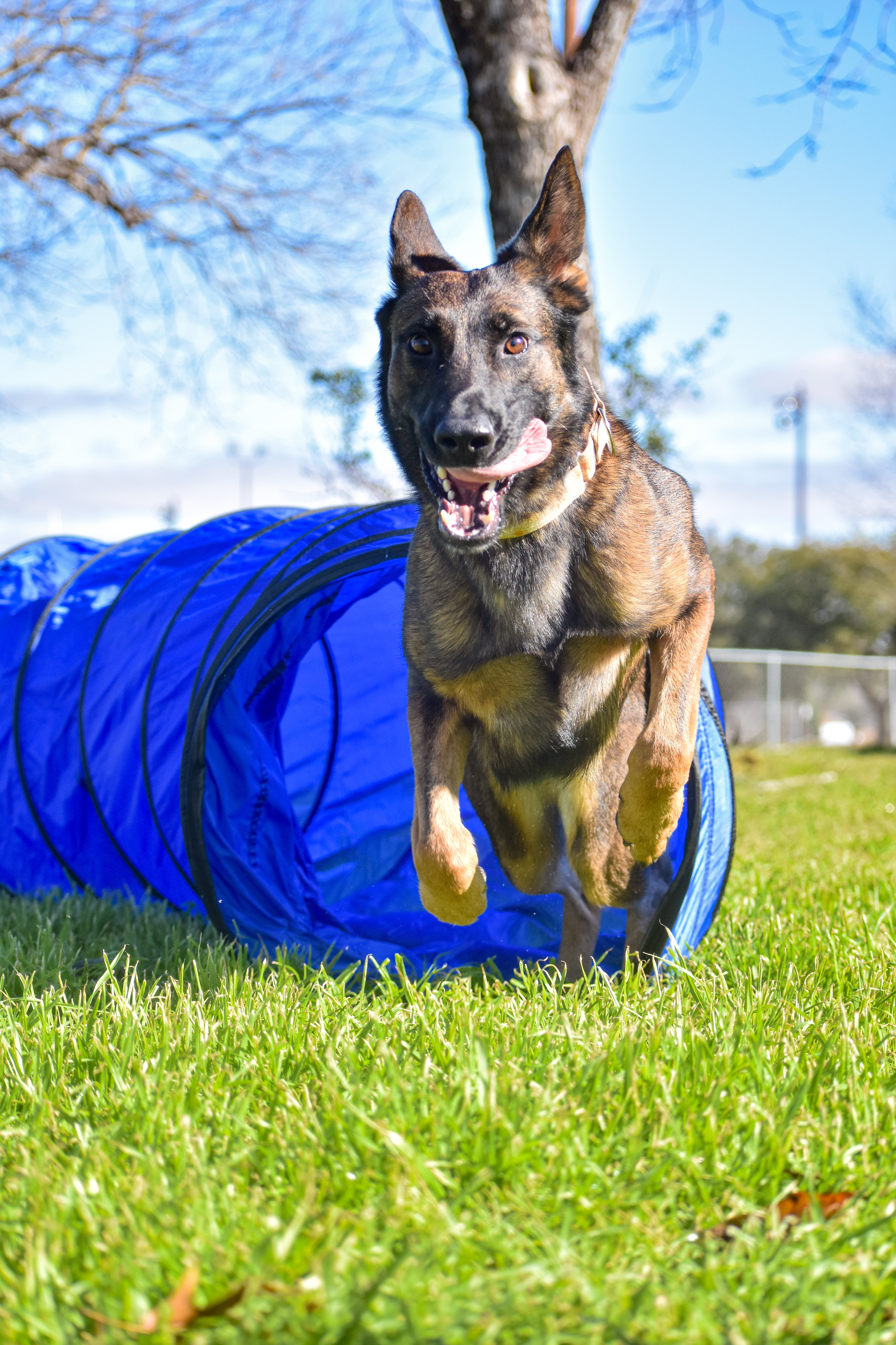 10 Foot Dog Agility Tunnel with Sandbags