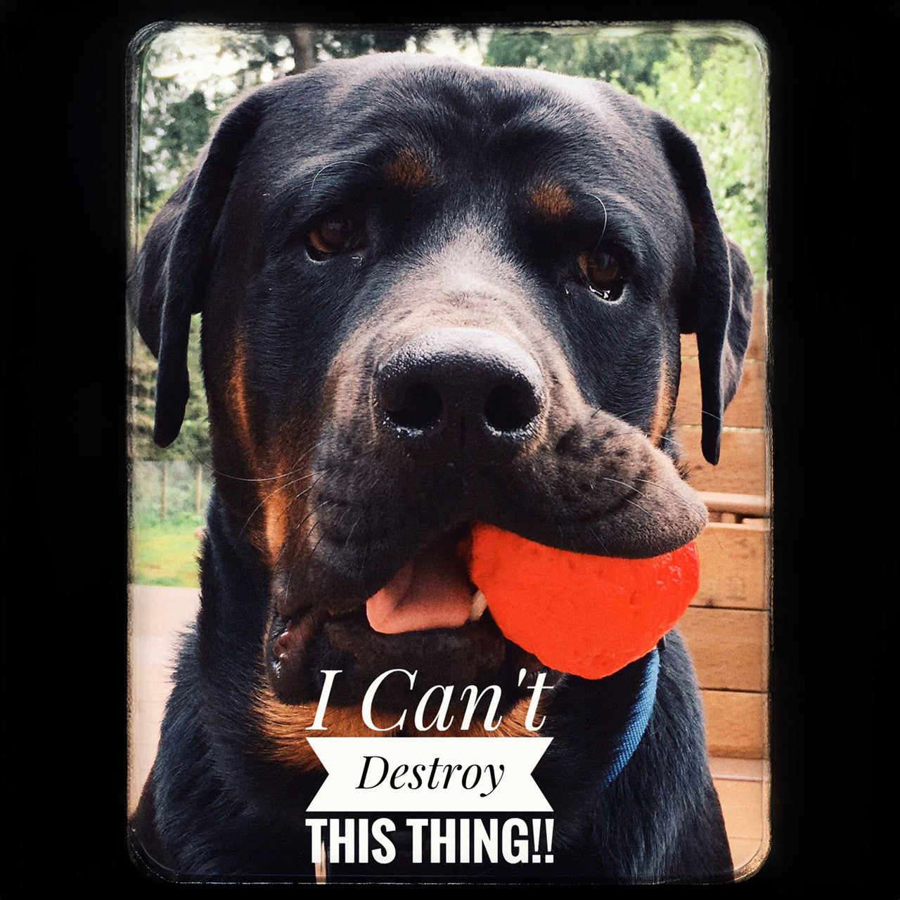 WUNDERBALL - Best Fetch Toy