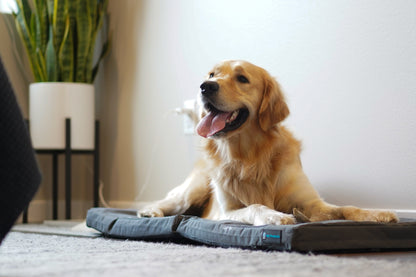 Restore+ Double Dog Bed