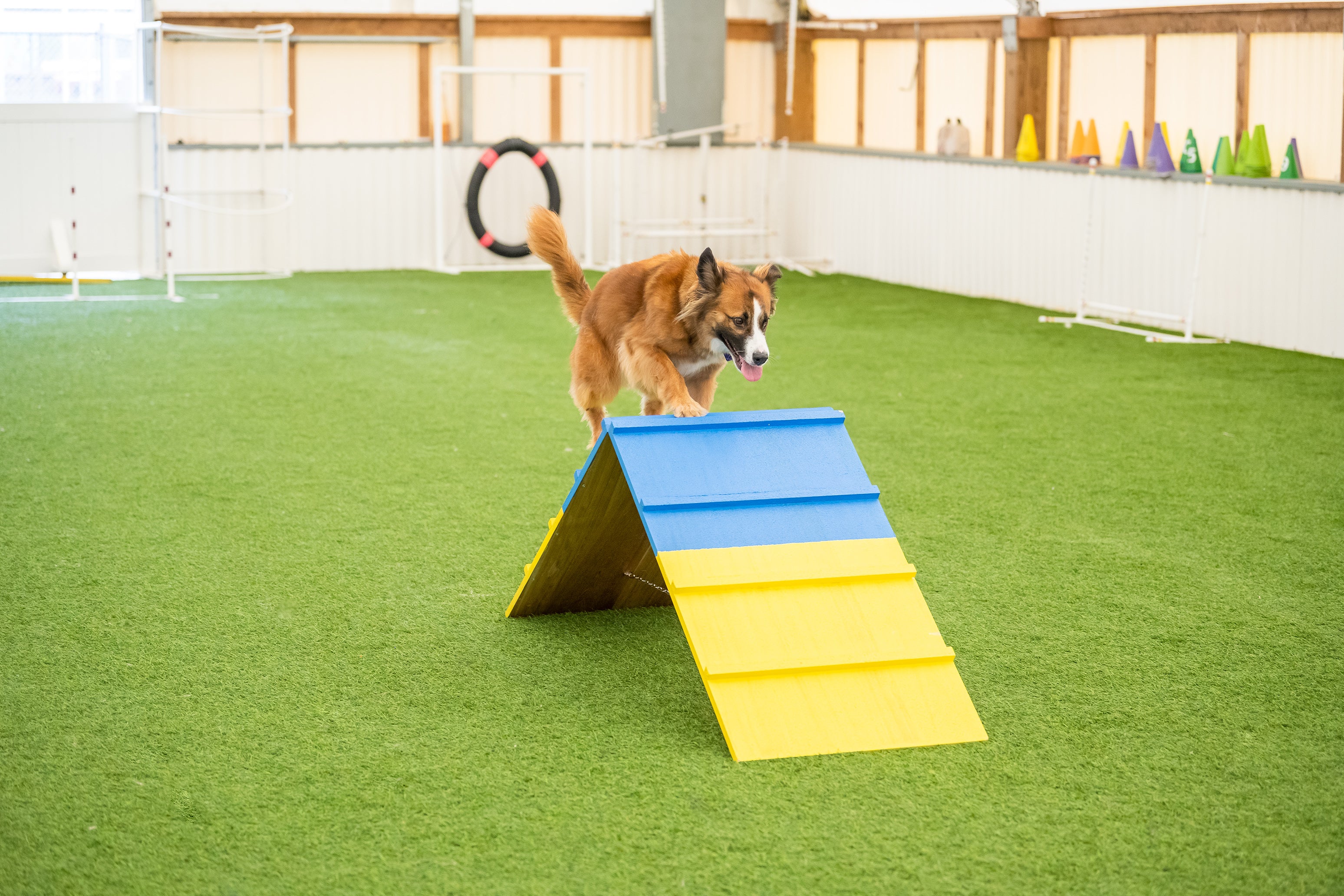 better sporting dogs mini dog agility a frame