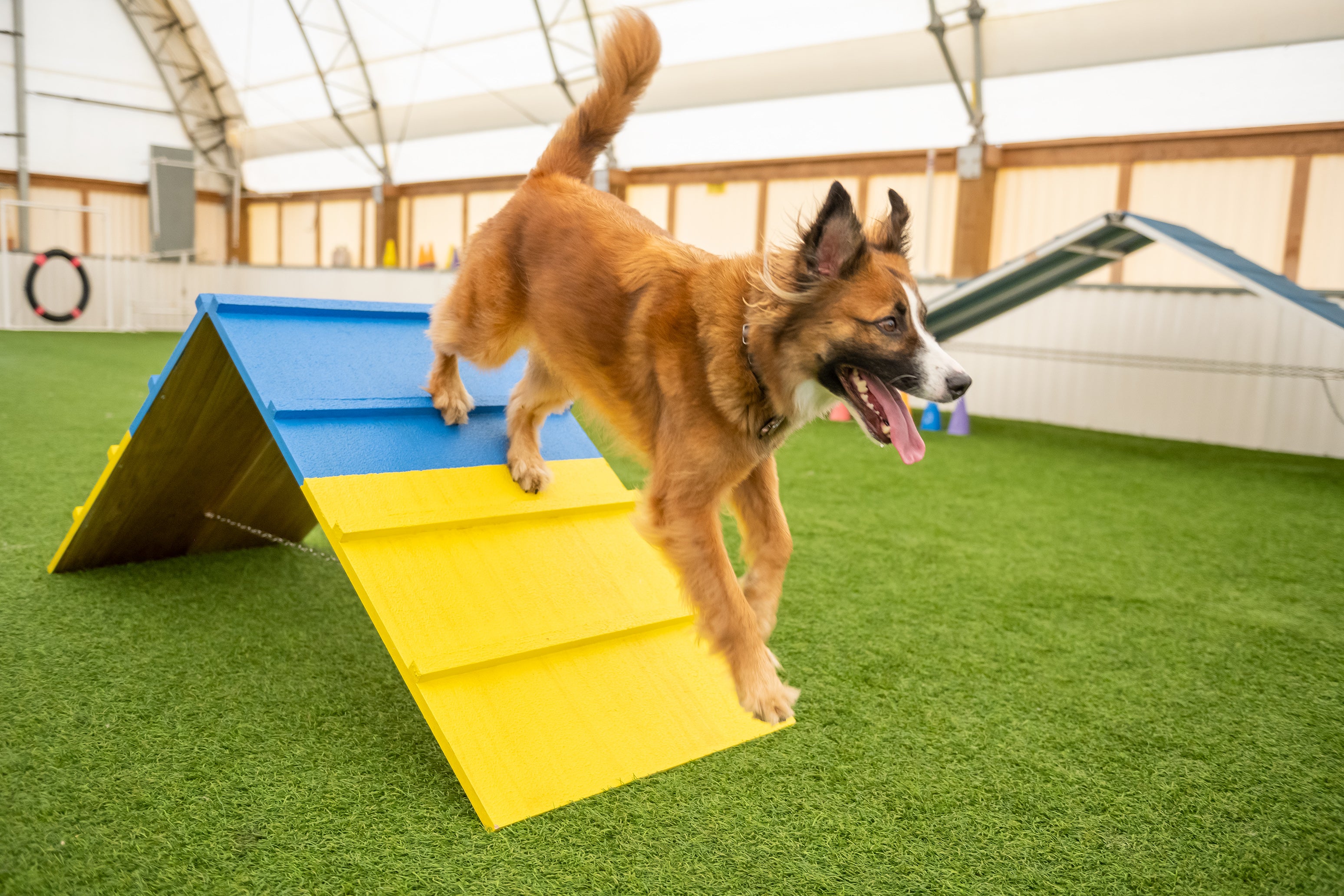 diy dog agility equipment