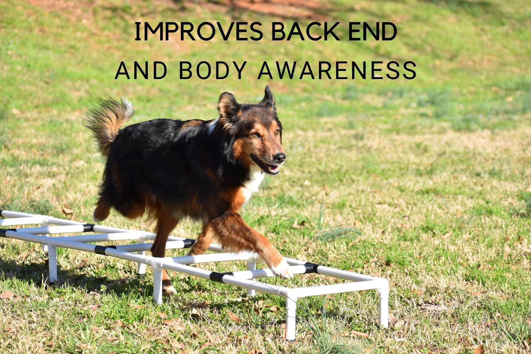 Dog agility ladder sale