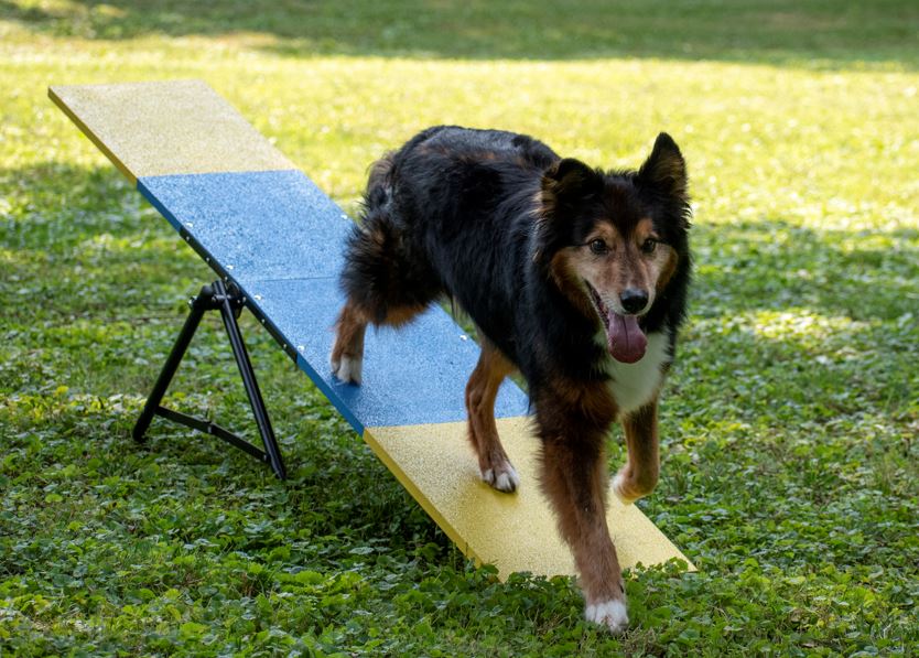 better sporting dogs dog agility practice seesaw